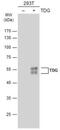 Thymine DNA Glycosylase antibody, NBP2-20627, Novus Biologicals, Western Blot image 