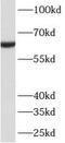 Atlastin GTPase 3 antibody, FNab00684, FineTest, Western Blot image 