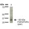 Fibroblast Growth Factor 13 antibody, 30109, QED Bioscience, Western Blot image 