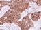 Polyphosphoinositide phosphatase antibody, LS-C186126, Lifespan Biosciences, Immunohistochemistry frozen image 