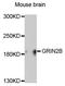 Glutamate Ionotropic Receptor NMDA Type Subunit 2B antibody, STJ23867, St John