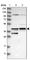 EBNA1 Binding Protein 2 antibody, HPA026512, Atlas Antibodies, Western Blot image 