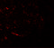 Vacuolar Protein Sorting 13 Homolog B antibody, 6931, ProSci, Immunofluorescence image 
