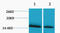 Histone Cluster 1 H1 Family Member A antibody, STJ97160, St John