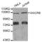 DGCR8 Microprocessor Complex Subunit antibody, LS-C334464, Lifespan Biosciences, Western Blot image 