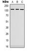 Pleckstrin Homology And RhoGEF Domain Containing G4 antibody, orb338898, Biorbyt, Western Blot image 