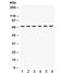 3-Phosphoinositide Dependent Protein Kinase 1 antibody, R31813, NSJ Bioreagents, Western Blot image 