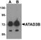 ATPase Family AAA Domain Containing 3B antibody, LS-C144388, Lifespan Biosciences, Western Blot image 