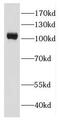 EF-Hand Calcium Binding Domain 5 antibody, FNab02656, FineTest, Western Blot image 