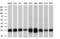 MOB Kinase Activator 1B antibody, GTX84103, GeneTex, Western Blot image 