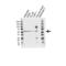 Cytochrome P450 Family 1 Subfamily A Member 1 antibody, VPA00711, Bio-Rad (formerly AbD Serotec) , Western Blot image 