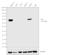 DNA Nucleotidylexotransferase antibody, PA5-28880, Invitrogen Antibodies, Western Blot image 