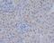 ATF4 antibody, M00371, Boster Biological Technology, Immunohistochemistry paraffin image 