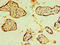 CD46 Molecule antibody, A50113-100, Epigentek, Immunohistochemistry paraffin image 