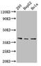 Prostaglandin Reductase 2 antibody, CSB-PA018984LA01HU, Cusabio, Western Blot image 