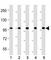 Leucine Rich Repeat Containing G Protein-Coupled Receptor 5 antibody, F48168-0.4ML, NSJ Bioreagents, Western Blot image 