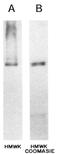 High molecular weight kininogen antibody, 20002, QED Bioscience, Western Blot image 