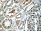 Trafficking Protein Particle Complex 2 Like antibody, 25282-1-AP, Proteintech Group, Immunohistochemistry paraffin image 