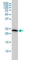 VHL Binding Protein 1 antibody, LS-C105052, Lifespan Biosciences, Western Blot image 