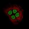 H2A Histone Family Member Y antibody, NBP2-61155, Novus Biologicals, Immunofluorescence image 