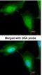 Ring Finger Protein 114 antibody, NBP1-32661, Novus Biologicals, Immunocytochemistry image 