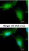 RING finger protein 114 antibody, NBP1-32661, Novus Biologicals, Immunocytochemistry image 