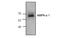 Protein Kinase AMP-Activated Catalytic Subunit Alpha 1 antibody, MBS835779, MyBioSource, Western Blot image 
