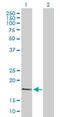 POLG antibody, H00145553-B01P, Novus Biologicals, Western Blot image 