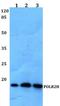 RNA polymerase II RBP8 antibody, GTX66751, GeneTex, Western Blot image 