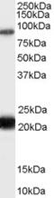 RAS Protein Activator Like 1 antibody, LS-C55369, Lifespan Biosciences, Western Blot image 