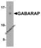 GABA Type A Receptor-Associated Protein antibody, 7359, ProSci, Western Blot image 