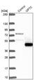Opticin antibody, NBP2-55115, Novus Biologicals, Western Blot image 