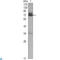 Cerberus 1, DAN Family BMP Antagonist antibody, LS-C814006, Lifespan Biosciences, Western Blot image 