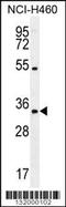 PURB antibody, TA324468, Origene, Western Blot image 