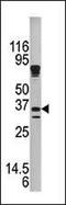 Kallikrein Related Peptidase 9 antibody, PA5-13346, Invitrogen Antibodies, Western Blot image 