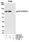 CD276 Molecule antibody, A700-025, Bethyl Labs, Immunoprecipitation image 