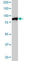 MutL Homolog 1 antibody, LS-C133324, Lifespan Biosciences, Western Blot image 