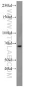 Leucine Rich Repeat Containing 47 antibody, 23217-1-AP, Proteintech Group, Western Blot image 