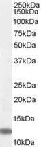 Ribosomal Protein S27 antibody, LS-B9184, Lifespan Biosciences, Western Blot image 