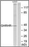 Growth Hormone Releasing Hormone Receptor antibody, orb95388, Biorbyt, Western Blot image 