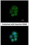 Protocadherin Gamma Subfamily A, 6 antibody, PA5-31384, Invitrogen Antibodies, Immunofluorescence image 