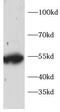 TNF Receptor Associated Factor 2 antibody, FNab10272, FineTest, Western Blot image 