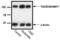 ADAM Metallopeptidase Domain 17 antibody, 1131, QED Bioscience, Western Blot image 