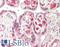 Endothelin 1 antibody, LS-B13907, Lifespan Biosciences, Immunohistochemistry paraffin image 
