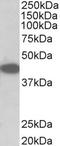 Tribbles Pseudokinase 1 antibody, TA311573, Origene, Western Blot image 