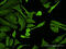 Rat CD152 antibody, LS-C196996, Lifespan Biosciences, Immunofluorescence image 