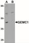 Geminin Coiled-Coil Domain Containing antibody, NBP2-41131, Novus Biologicals, Western Blot image 