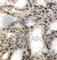 Eukaryotic Translation Initiation Factor 4E Binding Protein 1 antibody, AP0219, ABclonal Technology, Immunohistochemistry paraffin image 