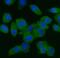 Eukaryotic Translation Initiation Factor 5 antibody, M04623, Boster Biological Technology, Immunofluorescence image 