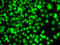 ETS Proto-Oncogene 2, Transcription Factor antibody, STJ29468, St John